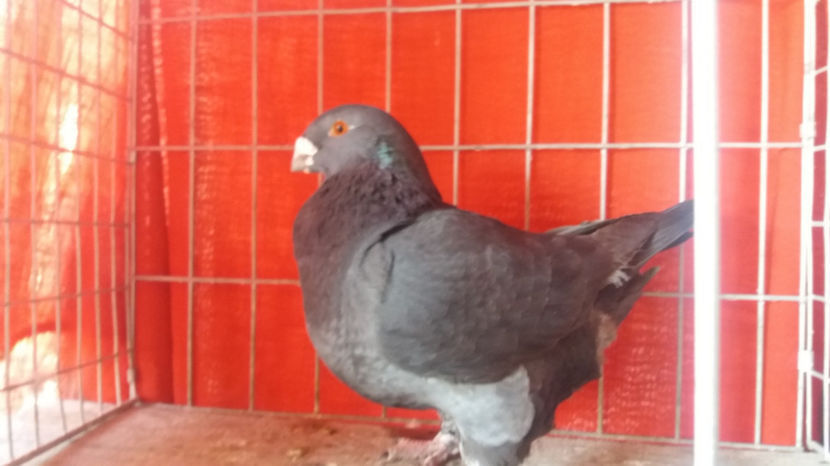 F-2016 - 8-AMERICANI-VANDUTI