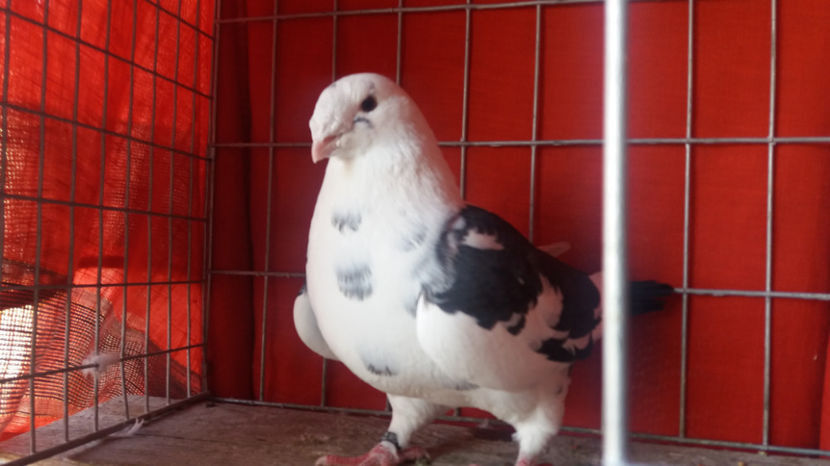 F-2016 - 8-AMERICANI-VANDUTI