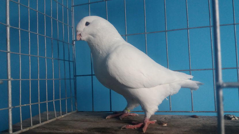 M-2017 - 8-AMERICANI-VANDUTI