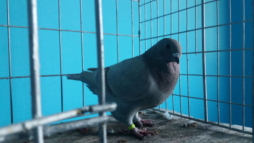 F-2017 - 8-AMERICANI-VANDUTI