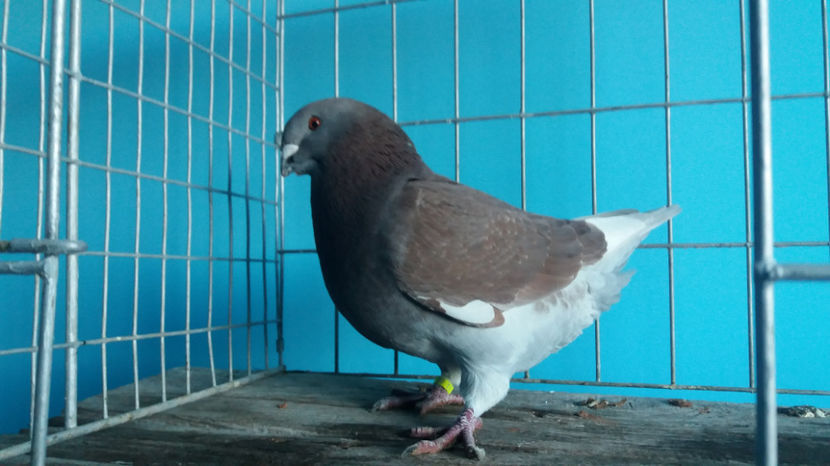 M-2017 - 8-AMERICANI-VANDUTI