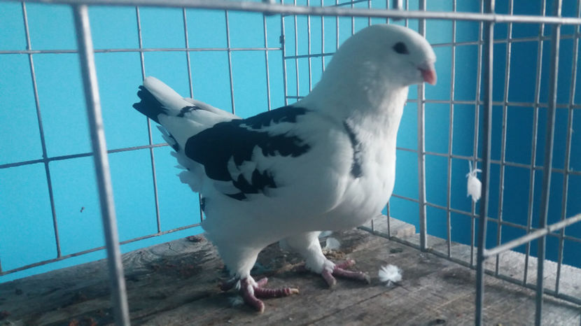 F-2016 - 8-AMERICANI-VANDUTI