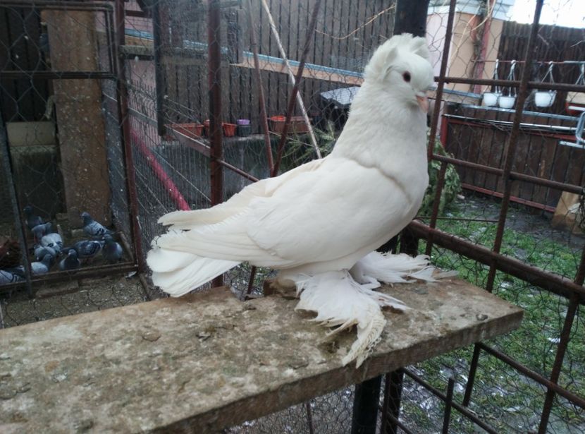 Femela - uriasi maghiari de vanzare