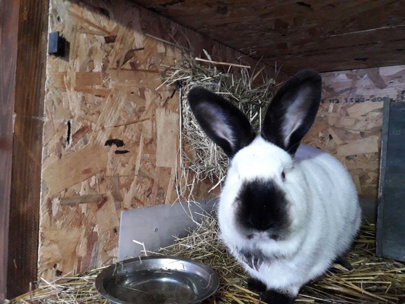 31 - 01 2018 - A-IEPURI CALIFORNIENI