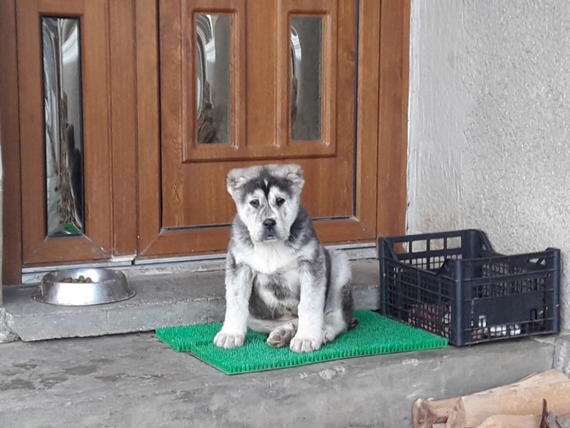 31 - 01 - 2018 - ASIA - CENTRALĂ