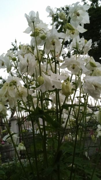Caldaruse albe - flori disponibile primavara 2018