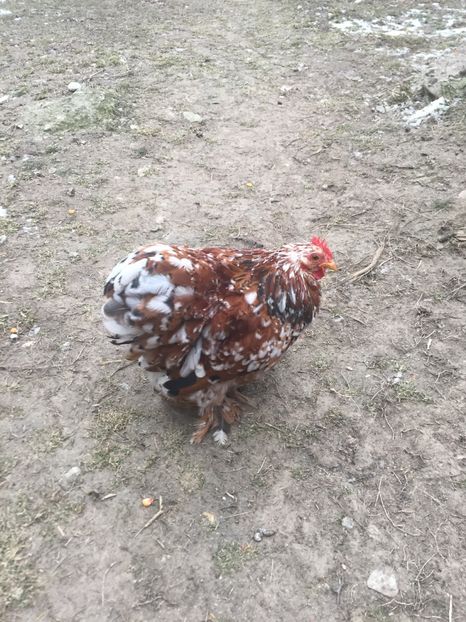 7397E204-42E6-459F-B48C-2BC1D674AFAF - Cochinchina