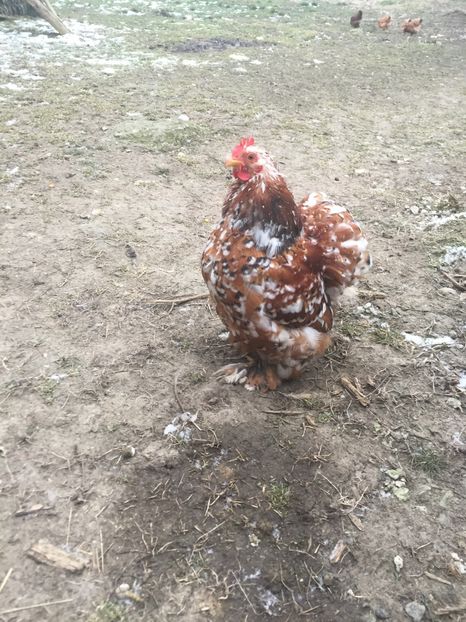 082DF356-CF65-4402-8CFA-0DB573128E7D - Cochinchina