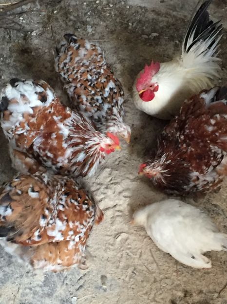 AE7F85F8-C4F8-4300-B4AA-08F21BD1B9C0 - Cochinchina