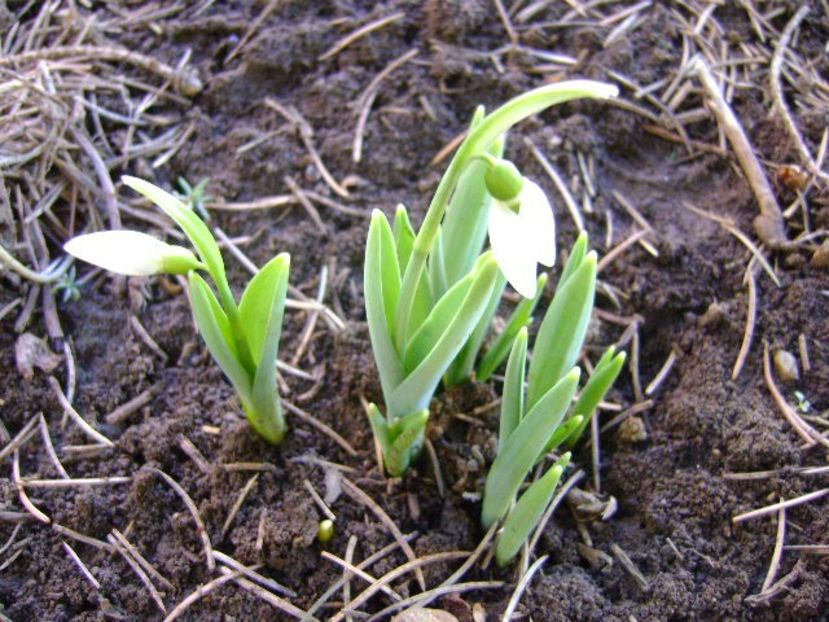 31 ian. 2018 - Ghiocei - Flori in plina iarna