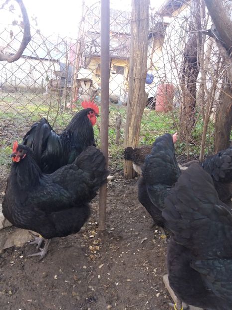 - australorp negru