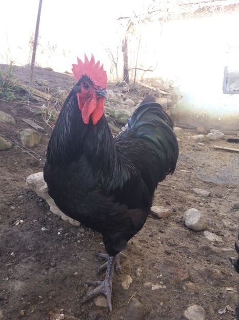  - australorp negru