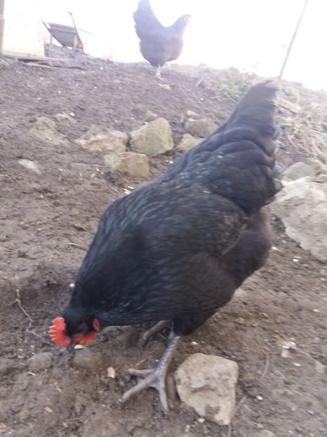  - australorp negru