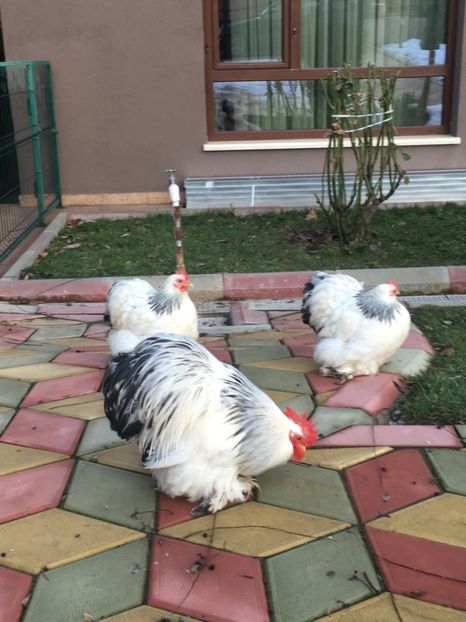 1F929A7E-C52F-4BBD-914F-9AD4D8055607 - COCHI PITIC HERMINAT DESCHIS 2018 - 2 familii