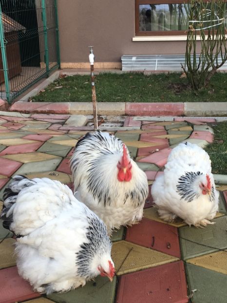 B236F134-35AE-4E67-969F-3567F8F6C769 - COCHI PITIC HERMINAT DESCHIS 2018 - 2 familii