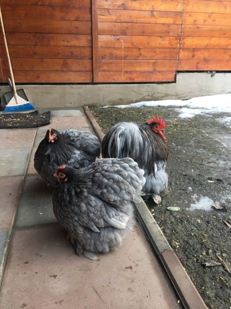 C77BB643-4527-4A2F-B595-950396F3335B - COCHI PITIC ALBASTRU 2018