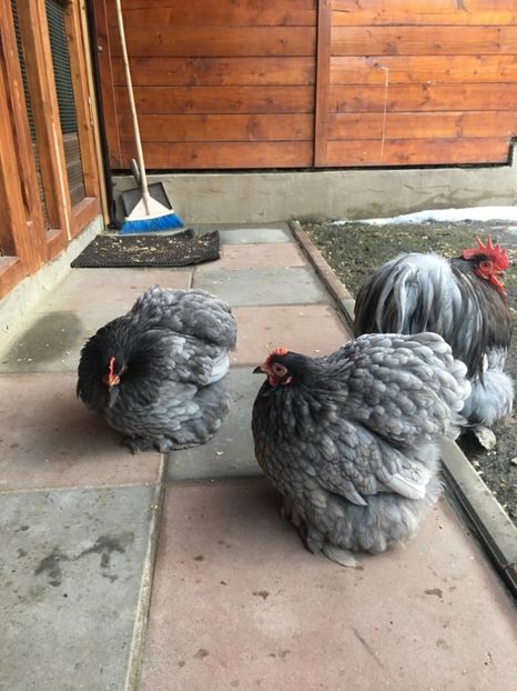 E7FAE8F3-E361-4208-8E2C-E1BCD18819F9 - COCHI PITIC ALBASTRU 2018