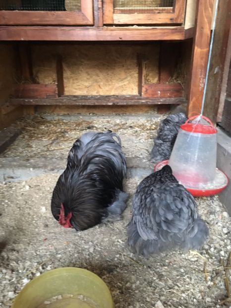 74237E7E-3350-42A8-93BE-537A2B7716ED - COCHI PITIC ALBASTRU 2018