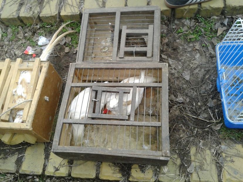 Fotografie0214 - 26--- targ sombor-serbia 28 01 2018