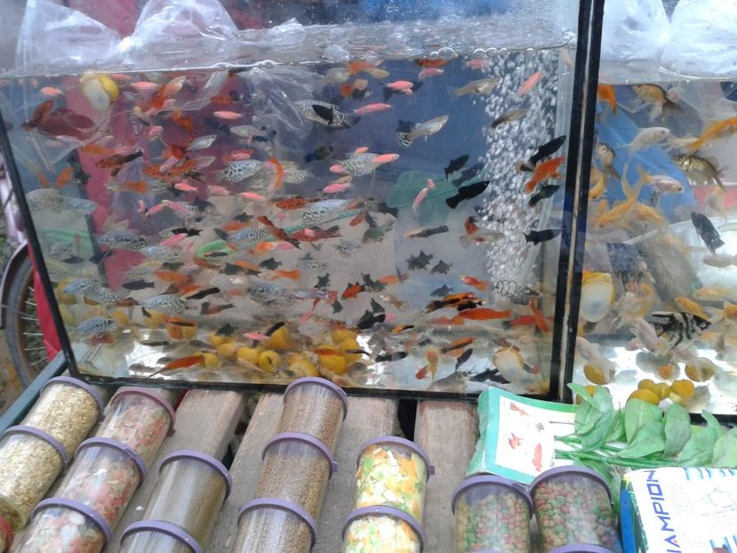 Fotografie0220 - 26--- targ sombor-serbia 28 01 2018