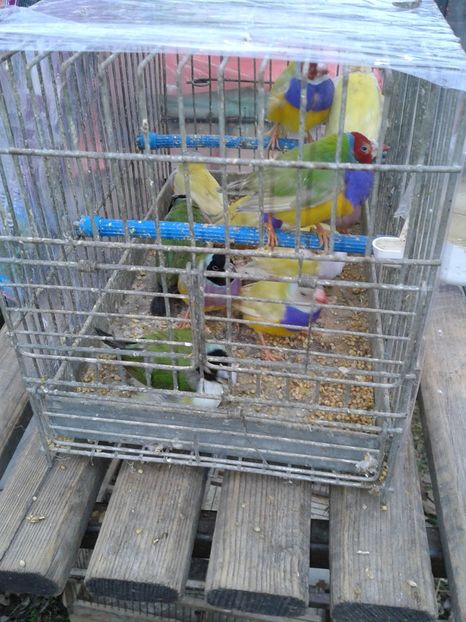 Fotografie0222 - 26--- targ sombor-serbia 28 01 2018