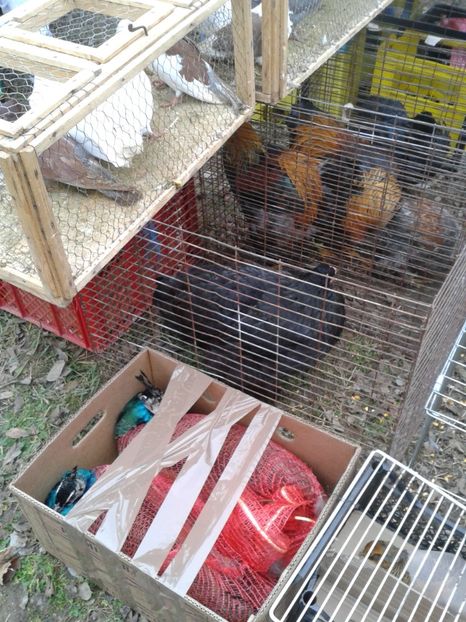 Fotografie0225 - 26--- targ sombor-serbia 28 01 2018