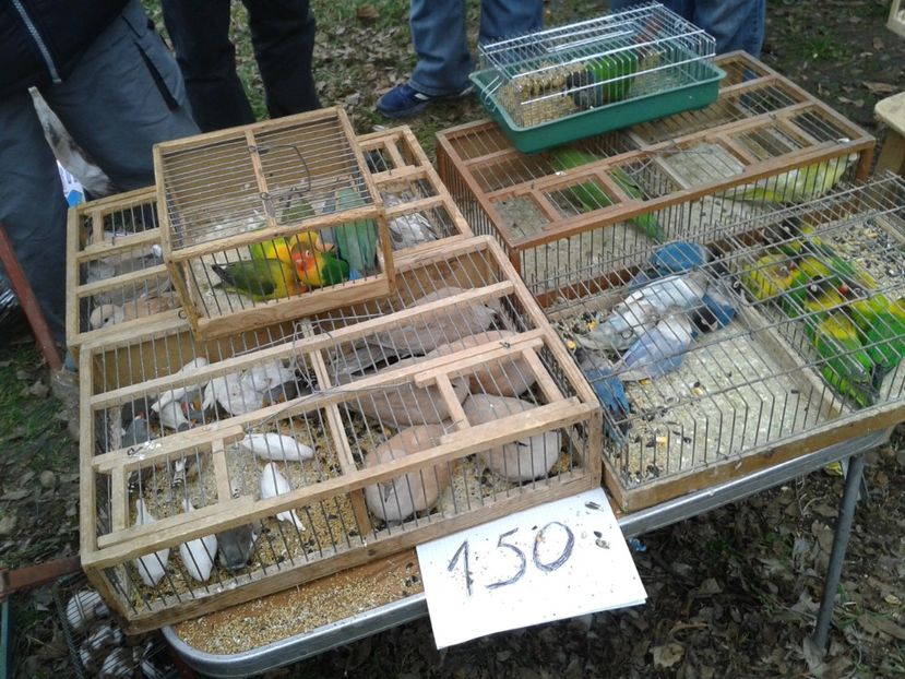 Fotografie0226 - 26--- targ sombor-serbia 28 01 2018