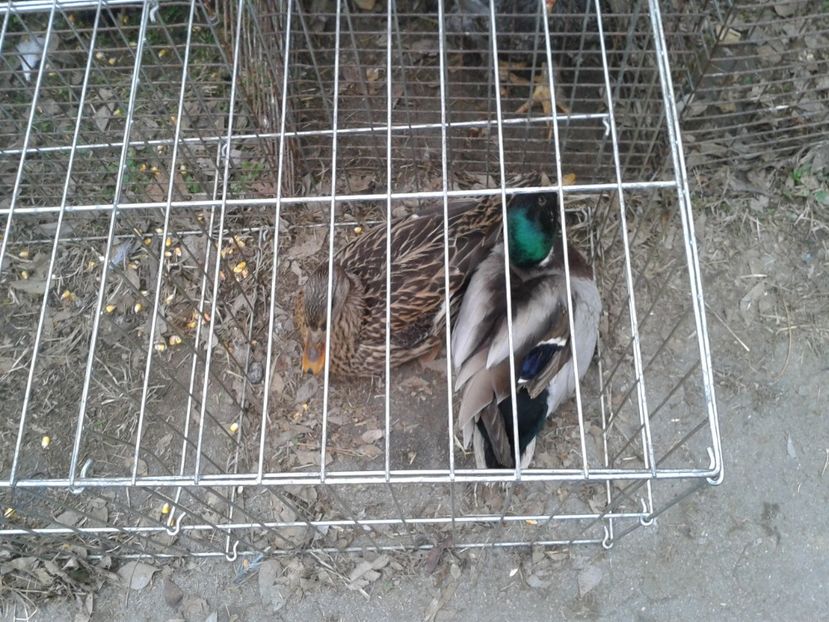 Fotografie0229 - 26--- targ sombor-serbia 28 01 2018