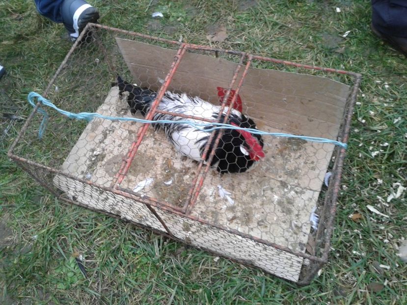 Fotografie0236 - 26--- targ sombor-serbia 28 01 2018