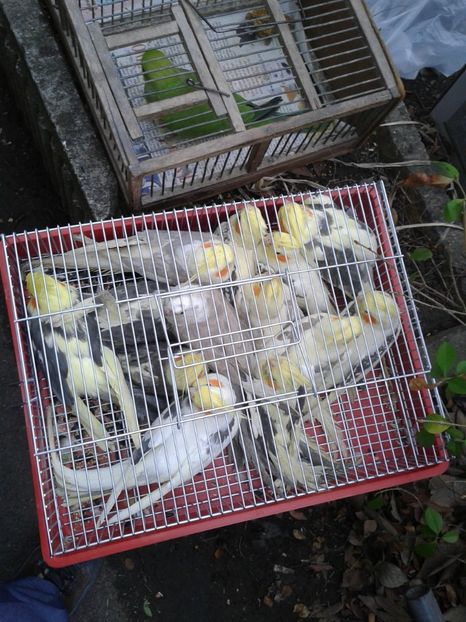 Fotografie0241 - 26--- targ sombor-serbia 28 01 2018