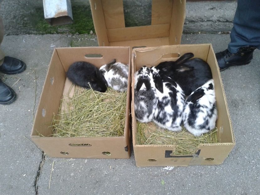 Fotografie0243 - 26--- targ sombor-serbia 28 01 2018