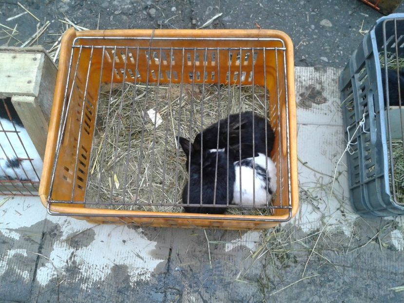 Fotografie0245 - 26--- targ sombor-serbia 28 01 2018