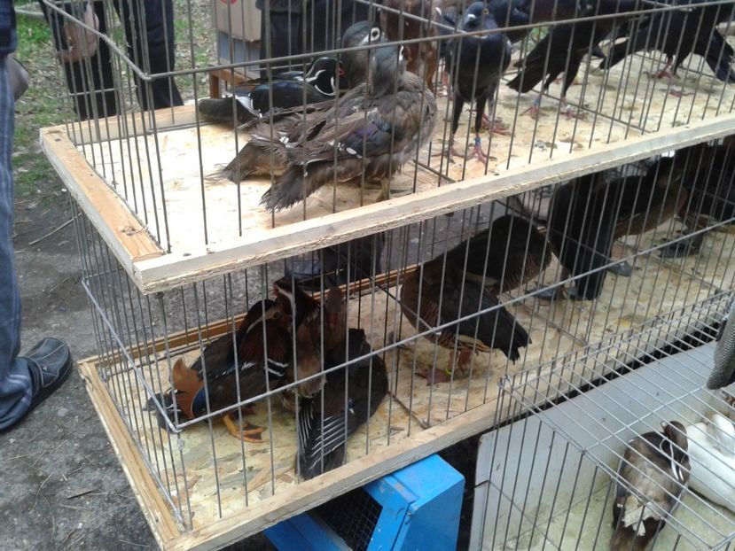 Fotografie0250 - 26--- targ sombor-serbia 28 01 2018