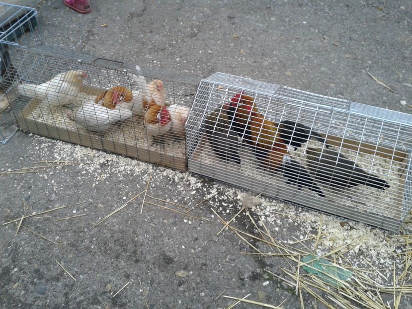 Fotografie0251 - 26--- targ sombor-serbia 28 01 2018