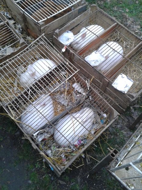 Fotografie0253 - 26--- targ sombor-serbia 28 01 2018