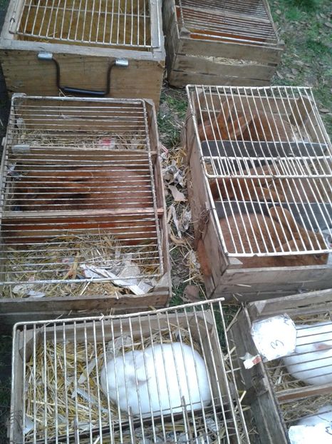 Fotografie0254 - 26--- targ sombor-serbia 28 01 2018