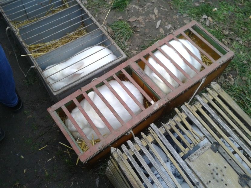 Fotografie0255 - 26--- targ sombor-serbia 28 01 2018