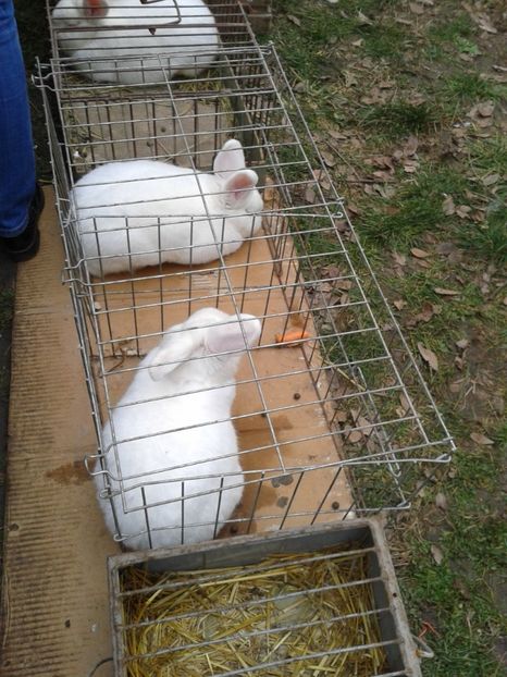 Fotografie0256 - 26--- targ sombor-serbia 28 01 2018