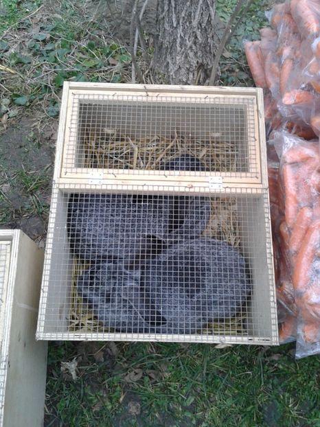 Fotografie0257 - 26--- targ sombor-serbia 28 01 2018