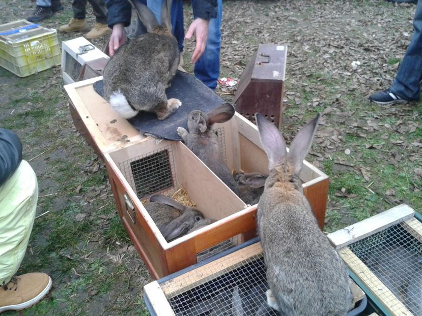 Fotografie0259 - 26--- targ sombor-serbia 28 01 2018
