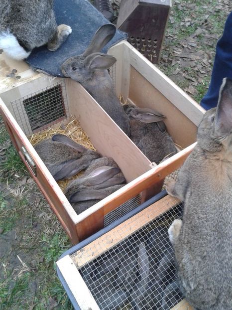 Fotografie0260 - 26--- targ sombor-serbia 28 01 2018