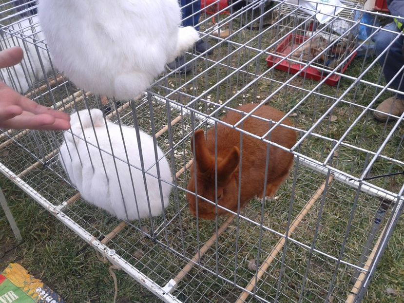 Fotografie0261 - 26--- targ sombor-serbia 28 01 2018