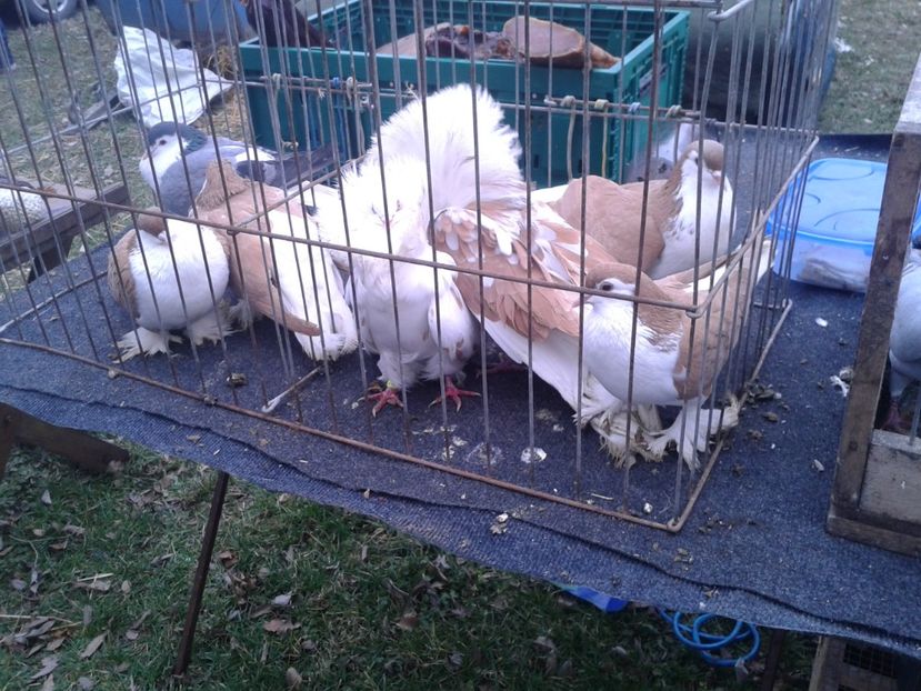 Fotografie0262 - 26--- targ sombor-serbia 28 01 2018