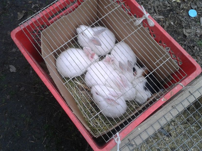 Fotografie0266 - 26--- targ sombor-serbia 28 01 2018