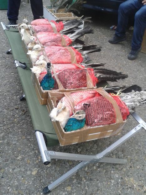 Fotografie0271 - 26--- targ sombor-serbia 28 01 2018