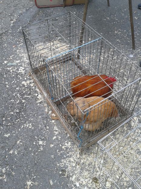 Fotografie0274 - 26--- targ sombor-serbia 28 01 2018