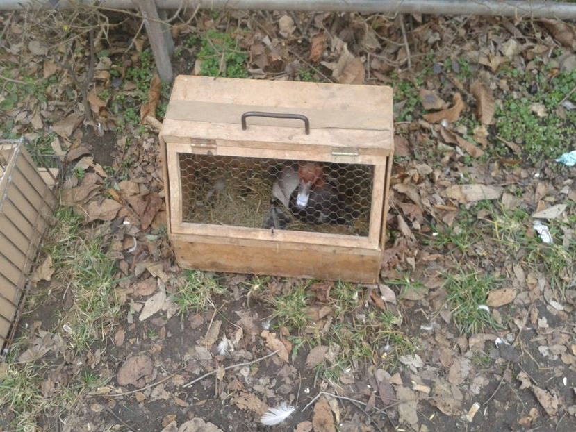 Fotografie0278 - 26--- targ sombor-serbia 28 01 2018