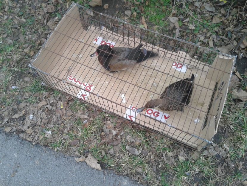 Fotografie0279 - 26--- targ sombor-serbia 28 01 2018