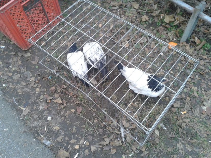 Fotografie0281 - 26--- targ sombor-serbia 28 01 2018