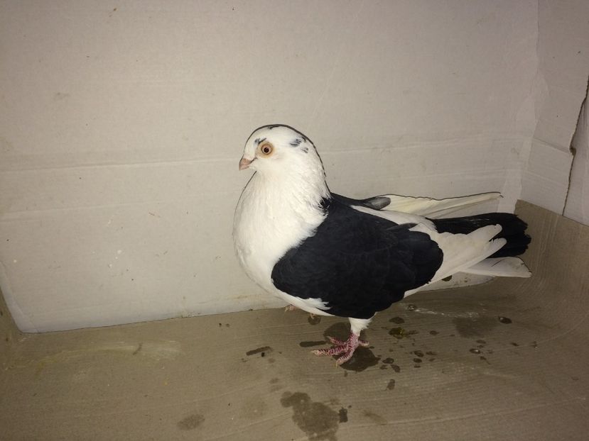 femelă  2015 - Plecați ALBUM 1